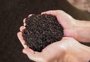 مجوز ثبت سفارش ۱۵ هزارتن چای صادر شد/مصرف سالانه ۱۰۶ هزارتن چای در کشور مجوز ثبت سفارش ۱۵ هزارتن چای صادر شد/مصرف سالانه ۱۰۶ هزارتن چای در کشور